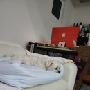 펫 마마의 집 이미지