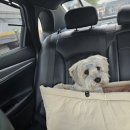 대전펫택시 이미지