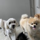 달중이네 펫호텔 이미지