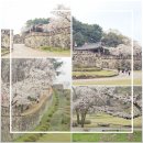 성도 농장 | 고창읍성 입장료와 대나무와 벚꽃까지 포토존 가득한 고창 반값여행으로 다녀오기