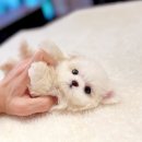 블리독수원점 고양이강아지분양 미니비숑프리제말티푸포메입양 이미지