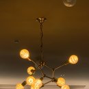 우리펫 강아지분양 성동구점 이미지