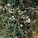 그린꽃식물원 이미지