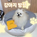 사계절 애견 켄넬 | 네이버 펫 바우처로 부담 없이! 퍼핑 강아지 빈백 솔직 후기