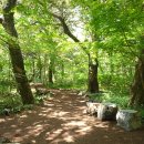 천년비자 이미지