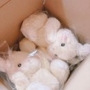 단이 | 드림라피? 포스트돌? 와디즈 펀딩 토끼인형 “단이” 후기