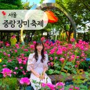 메밀사랑묵사랑 | 2026 서울 중랑장미축제 실시간 개화 현황 (먹거리 부스, 장미 터널 포토존, 공연 정보)