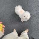 슈즈와우