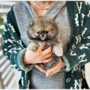 아이러브 독 이미지