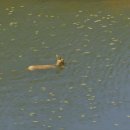water deer 이미지