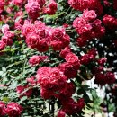 장미여인숙 이미지