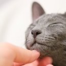 가야종합동물병원 이미지