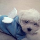 천사강아지 이미지