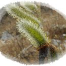 멋내는 강아지 이미지