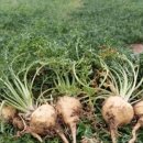 마카(Maca)의 효능 이미지