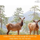 대산사슴농장 이미지