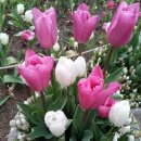 전해지는노래 이미지