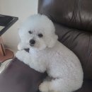 봄펫살롱