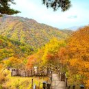 와운통나무산장가든 이미지