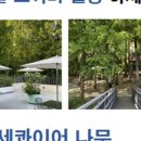 빅트리 이미지