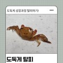 럭키스마일 | 도둑게 스마일게 탈피 후기 | 탈피 후 반드시 분리해야 하는 이유 (실제 경험)