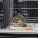 핑크젤리캐터리 | 2026년 2월 1일 TICA 캣쇼 with 루이