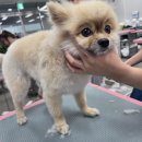 우리집강아지 애견미용 이미지