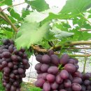 당골농원 이미지