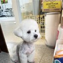 하루가다르개 이미지