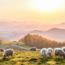 해돋이목장 이미지