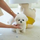 부산강아지분양 테디럽 명지본점 | 김해강아지무료분양 테디럽 선택하게 된 계기