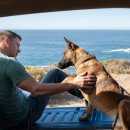 그린도그 이미지