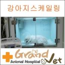 그랜드벳동물병원 네이버블로그