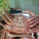 영덕대게 이미지