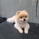 강남애니펫샵 이미지