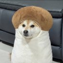 나비 불한증막 | 뭐했다고 1월 절반이나 간거야