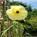 소월(素月) | 화훼이용문화사로 보는 옛 문헌 속 꽃식물 연구, 국립원예특작과학원이 정리한 기록 공개