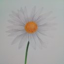 보타니컬아트(초급) 이미지