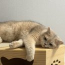 아영떡집 | 어잉 벌써 곧 5월