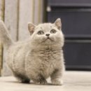 도그마루 강아지 고양이 분양 여주·원주점 이미지