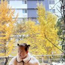 매산길 | 순천 은행나무 포토존 카페 “카페쉐어”