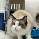 한길동물병원 | 분당 고양이 피부과 동물병원 진료&amp;레이저 치료후기, 『분당피엘 동물피부클리닉