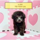 미니퍼피 이미지