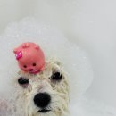 구미산동 애견미용 눈부시개 이미지