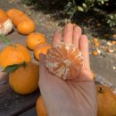 부자농장2 | [공지] 제주 귤따기 체험 시기? 2월 제주도 여행 서귀포 귤농장