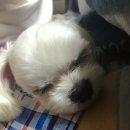 하늘켄넬 이미지