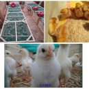 자연에축산 이미지