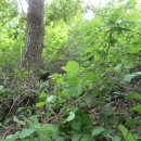 수리봉목장 이미지