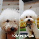 로즈펫살롱 이미지