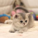 대구고양이분양 도레미캣 이미지